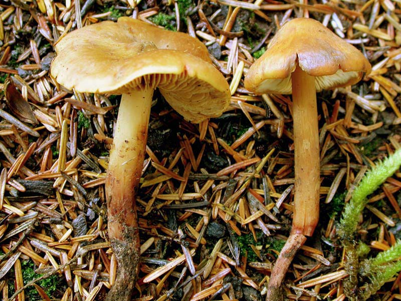 Phaeocollybia luteosquamulosa